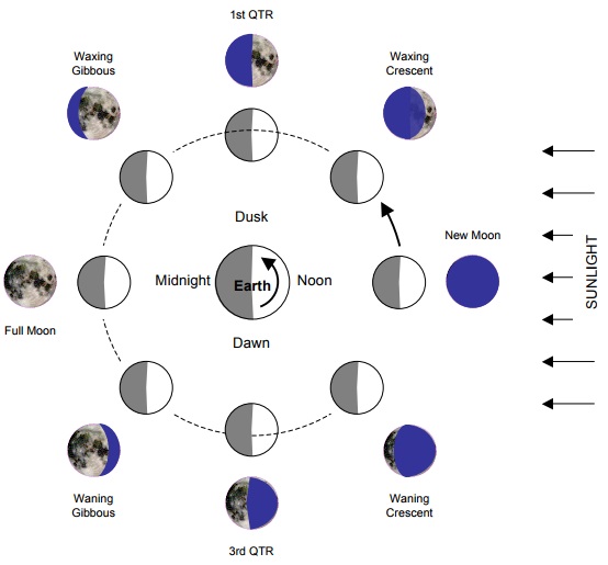 Solved: What is the phase of the moon the dark side, Physics