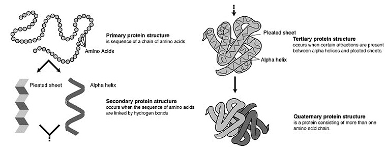 2063_protein-structure.jpg