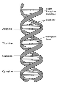 2162_DNA-structure.jpg