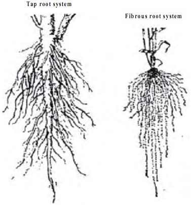 2207_types of root system.jpg