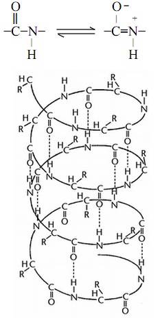 220_Helical structure of protein.jpg