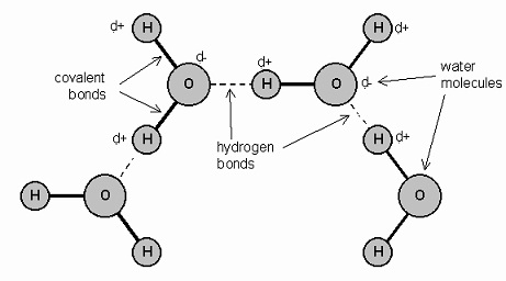 220_Hydrogen Bonding in Water.jpg