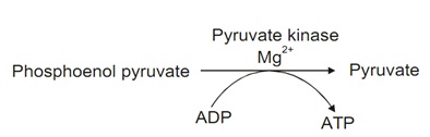 2247_glycolytic pathway10.jpg