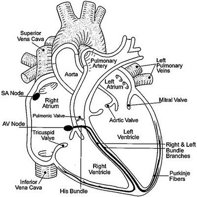 2267_The Atria and Ventricles of the Human Heart.jpg