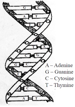 2300_structure of DNA.jpg