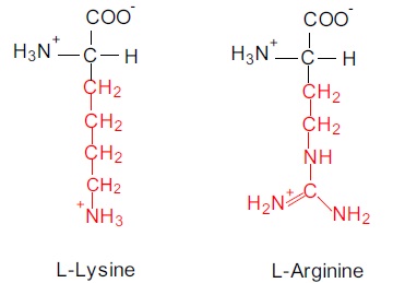 2318_Amino acid structure-amino group.jpg