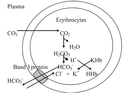 Hemoglobin buffer system | Homework Help | Assignment Help ... diagram of sodium ion 