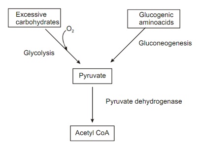 2337_biosynthesis of fatty acids.jpg
