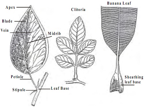 2374_parts of leaf.jpg