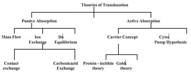 2441_theories of translocation.jpg