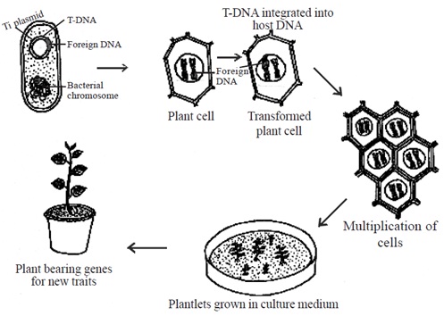 2489_gene transfer in plants.jpg