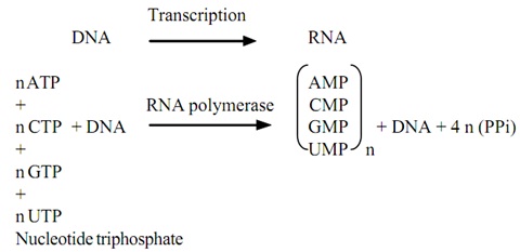 24_biosynmthesis of rna.jpg