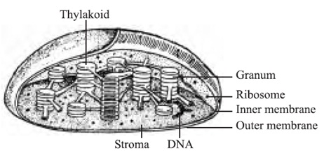 267_structure of chloroplast.jpg