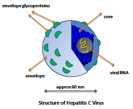 301_hepatitis c.jpg