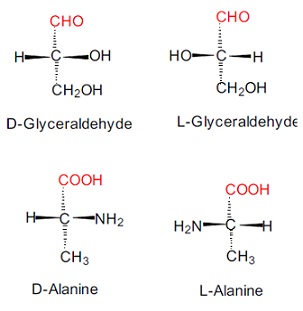 303_Amino acid structure-Perspective Formulas.jpg