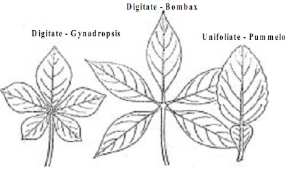 323_Palmately compound leaf.jpg
