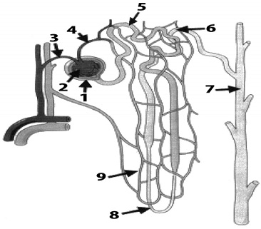 350_structure of nephron.jpg