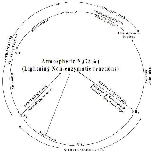 390_nitrogen cycle.jpg