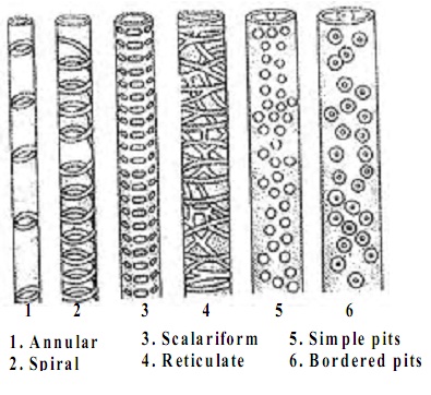 410_structure of cell wall.jpg