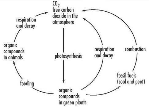 413_carbon cycle.jpg