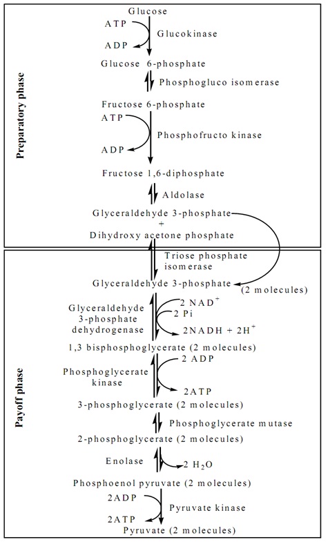 414_glycolytic pathway.jpg