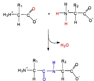 479_Peptide Bond Formation.jpg