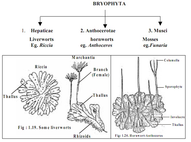 509_classification of bryphyte.jpg