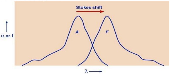 584_The Stokes shift (displacement of fluorescence band compared to the absorption band.jpg