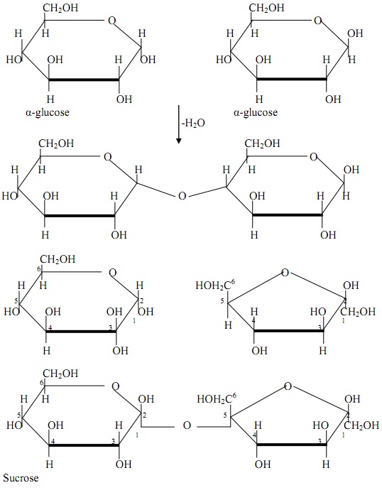 586_Structure and Constitution of Disaccharides.jpg