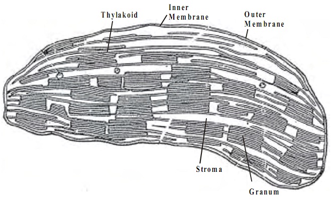 58_structure of chloroplasts.jpg