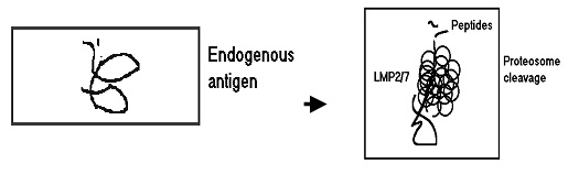 626_endogenous antigen.jpg