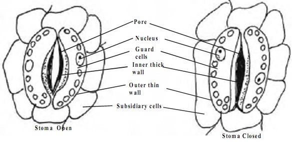 642_structure of stoma.jpg