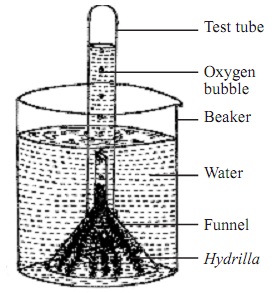 646_test tube funnel experiment.jpg