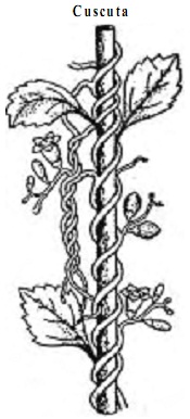 680_parasitic roots.jpg