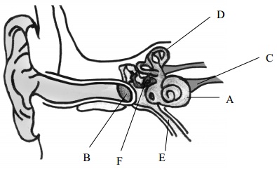 689_human ear.jpg