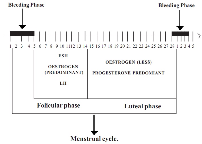 708_menstrual cycle.jpg