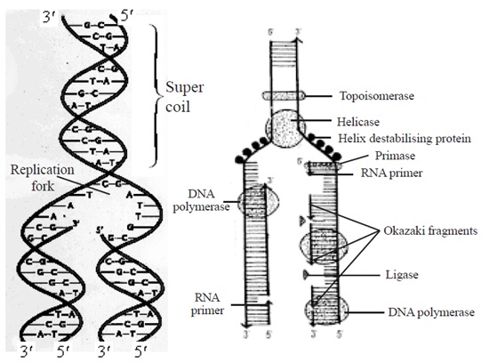 787_replication of DNA.jpg