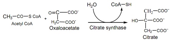 890_citric acid cycle1.jpg