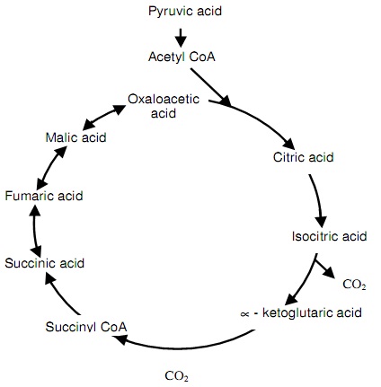 917_Tricarboxylic acid cycle.jpg