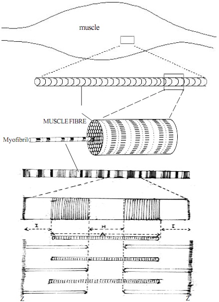 937_structure of muscle.jpg