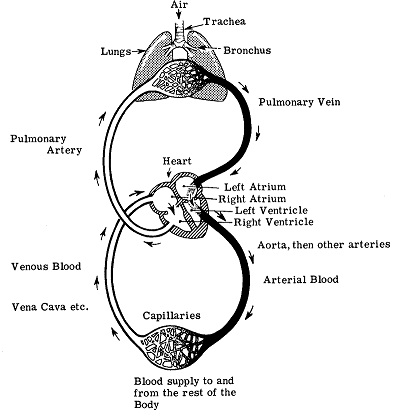 943_Heart and Circulatory System.jpg