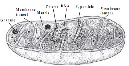 944_mitochondria sructure.jpg