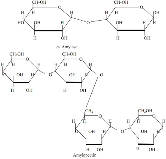 95_Starch-amylase and amylopectin.jpg