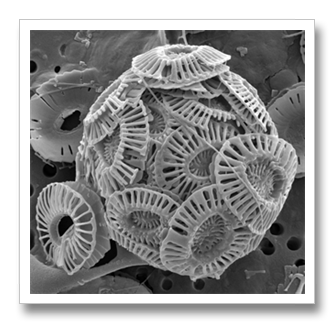 170_Phytoplankton.png
